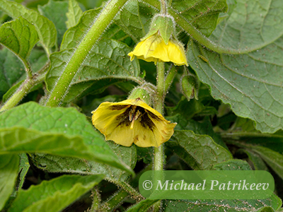 Clammy Ground-cherry (Physalis heterophylla)